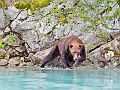 Alaska Wildlife-23